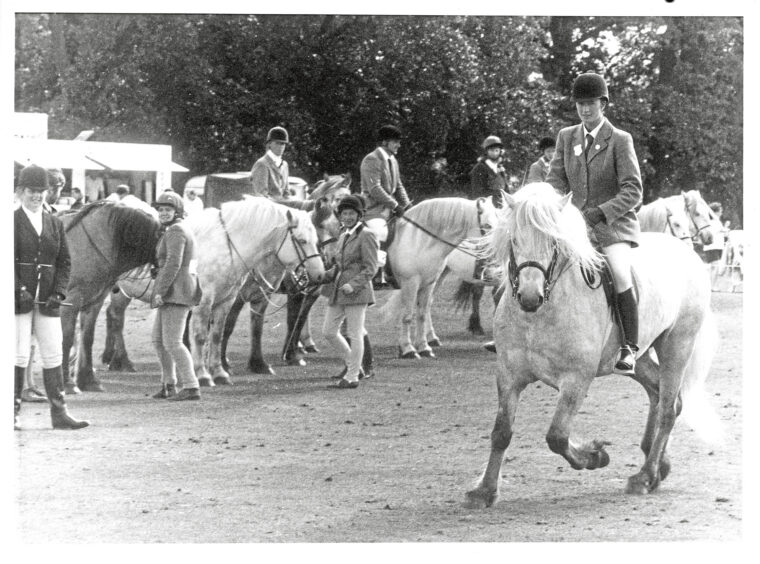 1992 - One of the judges at the Aberdeen Highland Pony Show, Mrs Joanna Jack, Leven, Fife, rides one of the entries in the Class 12 - 14 h.h and over section.