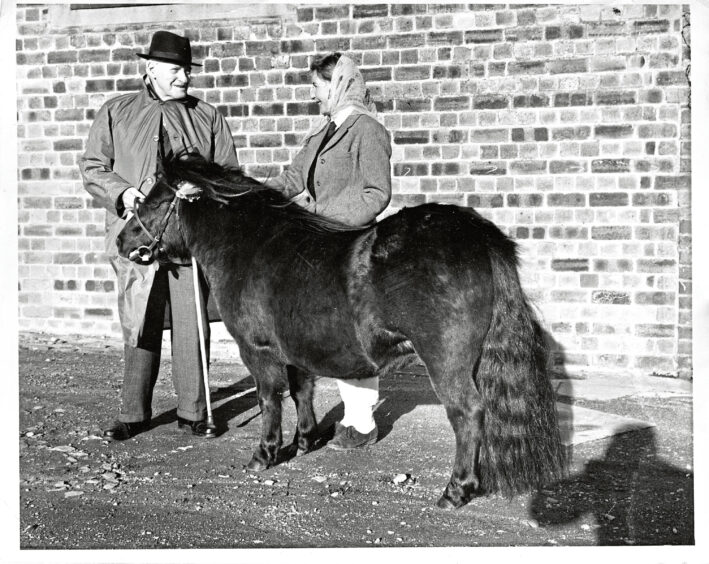 1970 - Pony breeder James McIntosh congratulates Marjorie Sleigh on the record British auctioning price of 605 gns for pony Wells Vanita.