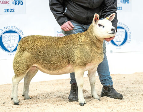 The sale topper was a February-born ewe lamb which went for 7,000gns; below, the Suffolk champion sold for 2,000gns at the Aberdeen event overseen by auctioneer Colin Slessor, bottom.
