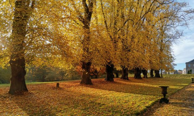 Autumnal lime avenue at Haddo House.
