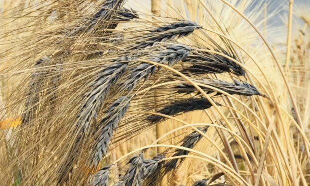 The black barley could contain properties which lower people's risk of type 2 diabetes. Image: Wendy Russell/ Rowett Institute