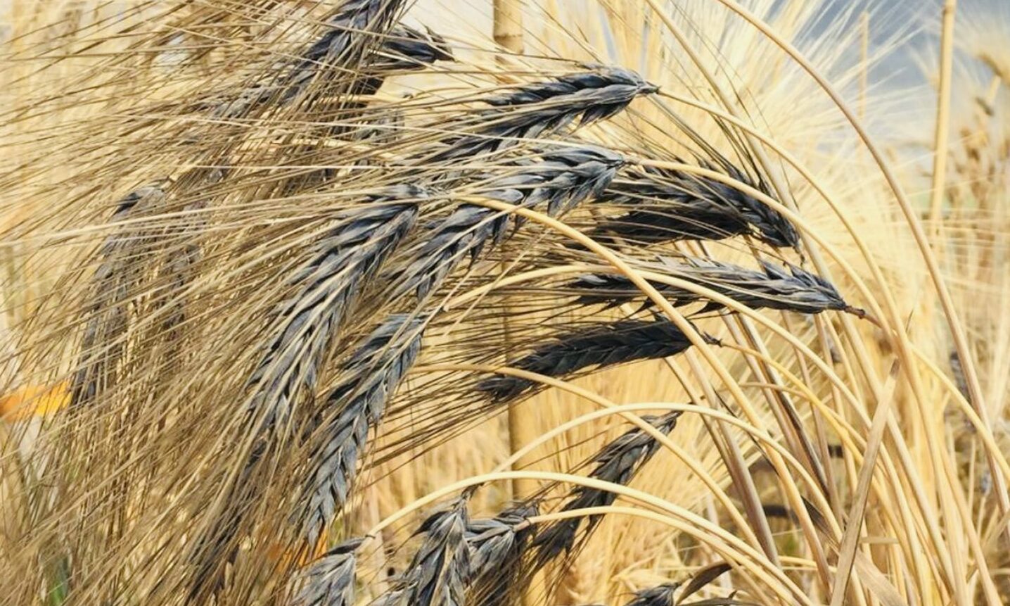 The black barley could contain properties which lower people's risk of type 2 diabetes. Image: Wendy Russell/ Rowett Institute