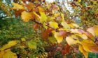 Beech leaves. Image: Keith Broomfield