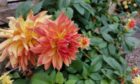 Dahlia 'Vuurvogel' is as pretty as can be and doesn't have to be "in fashion" to make it a good choice.