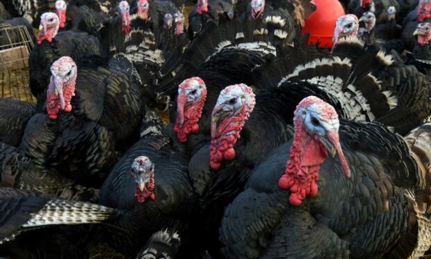 Turkeys such as these ones at Ledmacoy farm in Strathdon are still at risk of catching bird flu. Image: Kenny Elrick/DC Thomson.