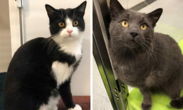 Jack (L) and Caleb (R) are  ready for a new forever home. Image: Scottish SPCA.