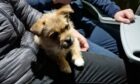 Foxy the dog was rescued by Turriff United FC on Saturday