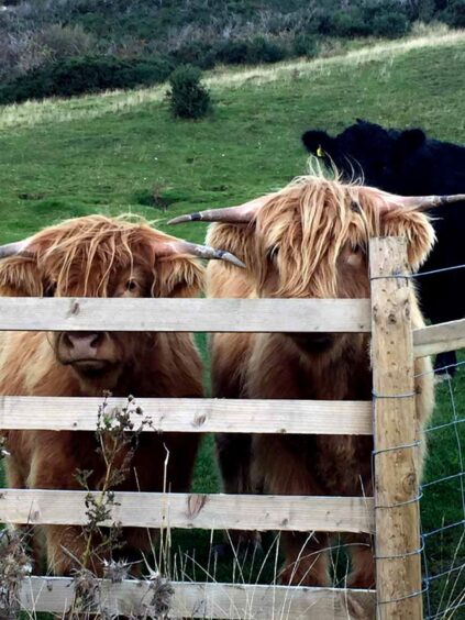 Two highland cows at Scroggie Farm
