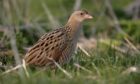 An annual survey of corncrakes in Scotland recorded an increase in the number of calling males on Skye. Image: SRUC.