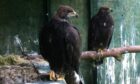 Two of the golden eagles that are part of the programme. Image: Media House.