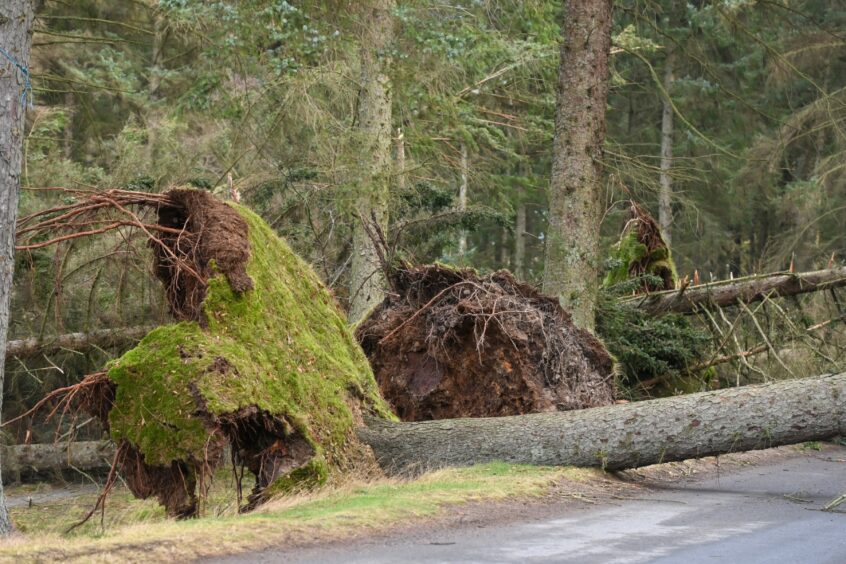 Mature trees in Tyrebagger downed by winter 2021 storms lying on still uncleared ground in January