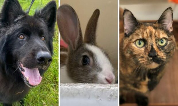 Dog Kaiser, bunny Martin and cat Eowyn are looking for a new home.