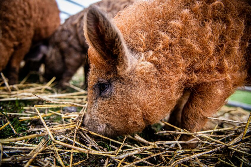 Pig eating hay.