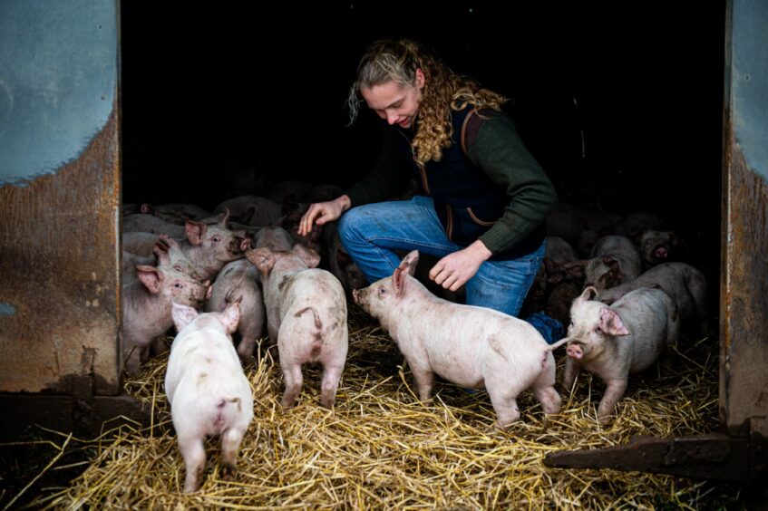 William with a drove of pigs at his farm in Banffshire.