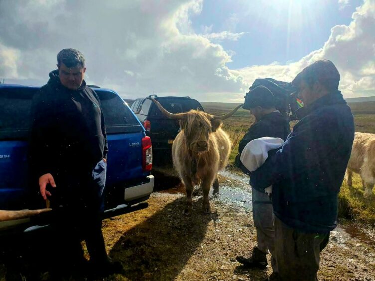 Filmmakers stand around a Highland cow.