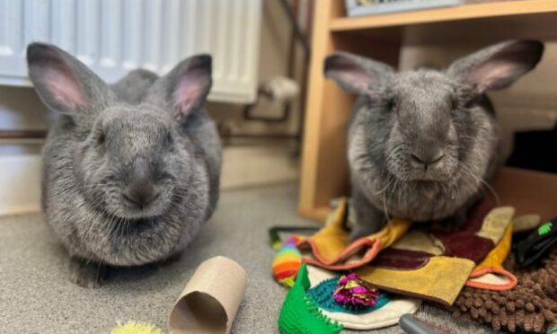 Giant rabbits who need to be rehomed