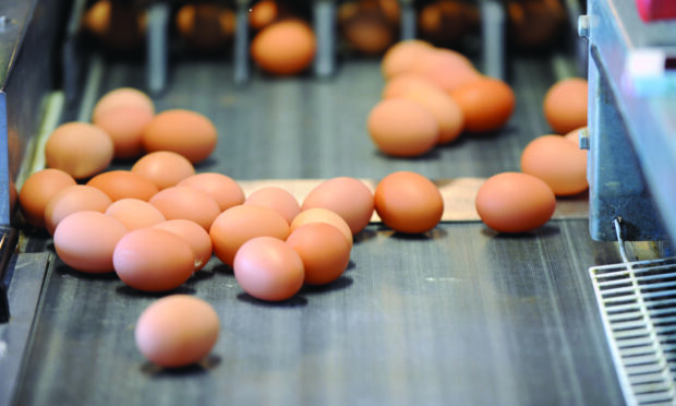 Eggs are in short supply but why? Image: British Free Range Egg Producers Association