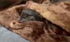 Baby Belle the otter snuggled into one of the old fur coats donated to the New Arc. All images: New Arc.