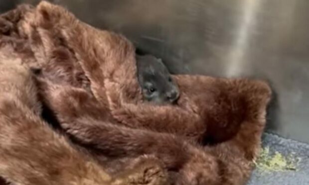 Orphaned otter Baby Belle snuggles up in a fur coat at The New Arc rescue centre. Image: The New Arc.