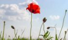Cut it down: tall poppy syndrome is a 'perceived tendency to discredit or disparage those who have achieved notable wealth or prominence in public life'.