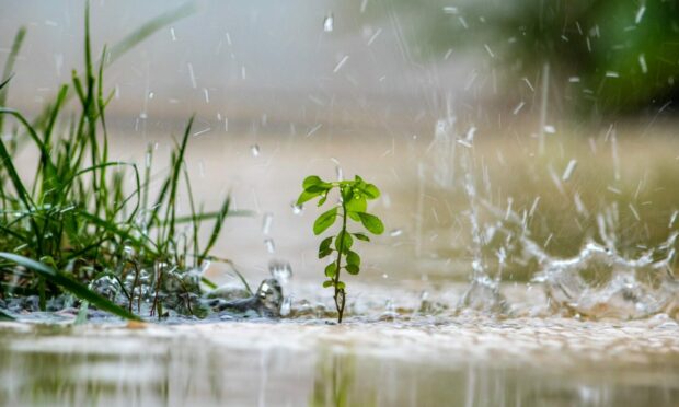 Very wet weather means you may have to take precautions in the garden.