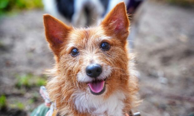 In winter, it can be hard to drag ourselves out. But one look at the joy in Henry’s sparkling eyes, and we suspect every second is worth it for Rachel Morrison in Inverness.