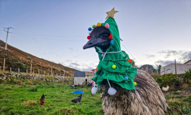 This week's winner Eric is sure to emu-se with his festive fashion flair.