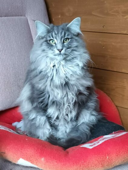We all wish we had a fur coat as wonderful as Luna’s this winter. The eight-month-old is a Norwegian forest cat, though, so Dufftown is probably quite balmy for Christine Forbes’s gorgeous companion!