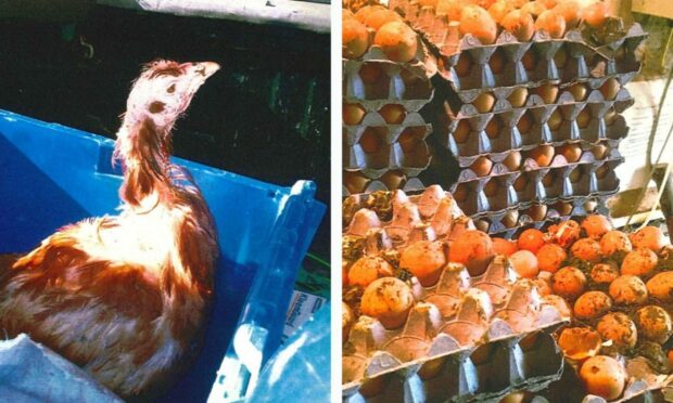 Chickens suffered extreme cruelty on the dirty egg farm. Images: Crown Office