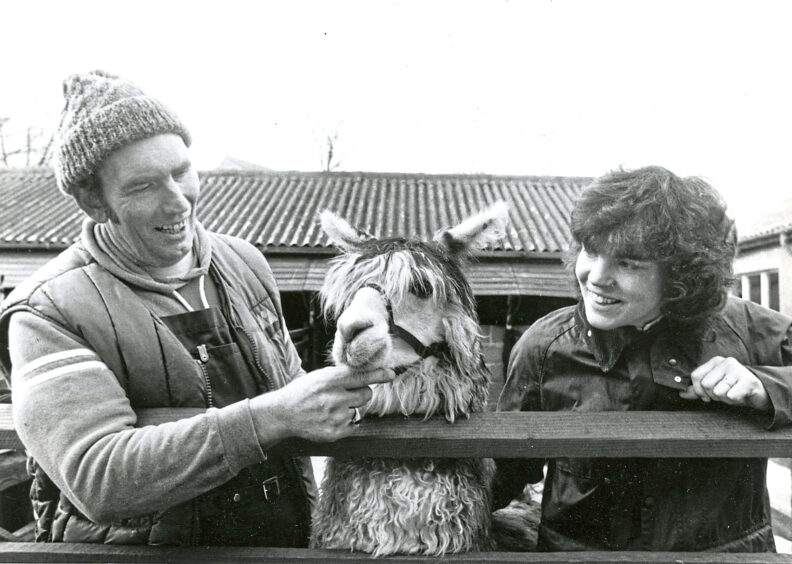 1987 - Sandy Thomson and Dr Clare Adam have a quiet word with a young alpaca at the Rowett Institute in Aberdeen.