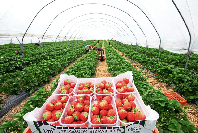 Strawberries set for Wimbledon, but Scottish growers are struggling to find seasonal labour to pick their fruit. by M Y Agency/Shutterstock