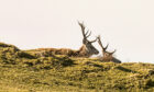 Forestry and rewilding are pushing red deer on to farms, legislation for which was drafted in the 1940s. Image: HEMEDIA