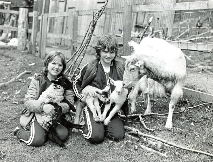 1981 - Foyers sisters Sara, left, and Samantha Apps with Snowy the nanny goat who is fostering two orphaned lambs.