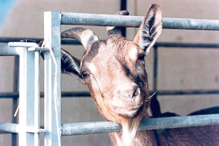 1996 - Valsarnia Charity, a rare Old English goat, awaits the judges at the Keith Show.