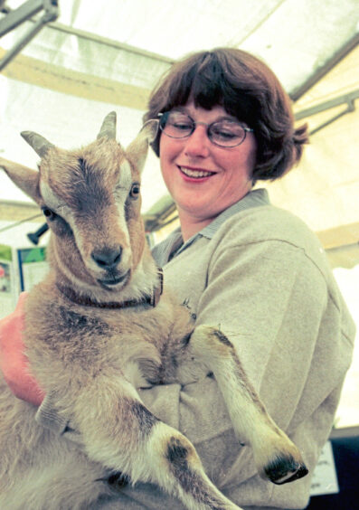 1997 - Animal fibre biologist Hilary Redden with a cashmere goat.