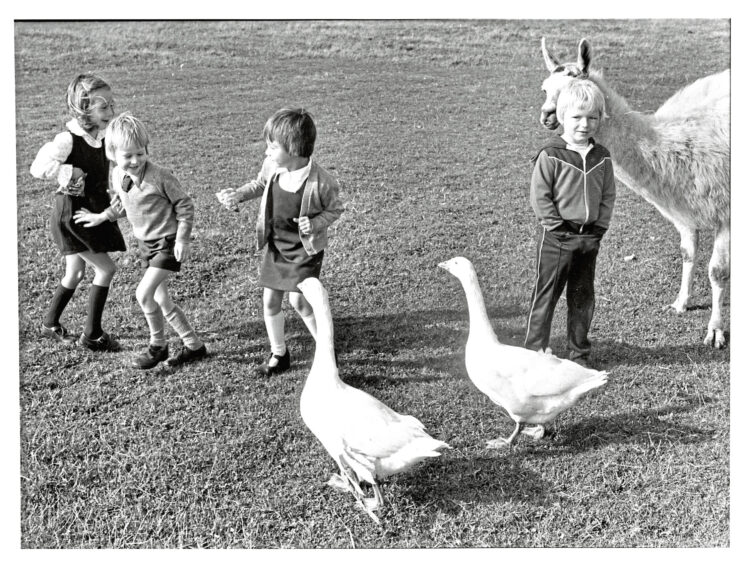 1980 - Cove Primary pupils, Karen Smith, Billy Kilgore and Sarah Booth are not too sure of the geese or the llama, but Stephen Keith knows they are just trying to be friendly.