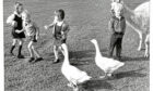 1980 - Cove Primary pupils, Karen Smith, Billy Kilgore and Sarah Booth are not too sure of the geese or the llama, but Stephen Keith knows they are just trying to be friendly.