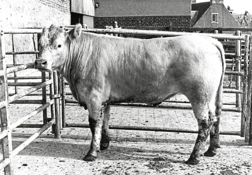 1985 - Reserve champion at the Aberdeen show who came from Homefarm in Parkhill, Dyce.