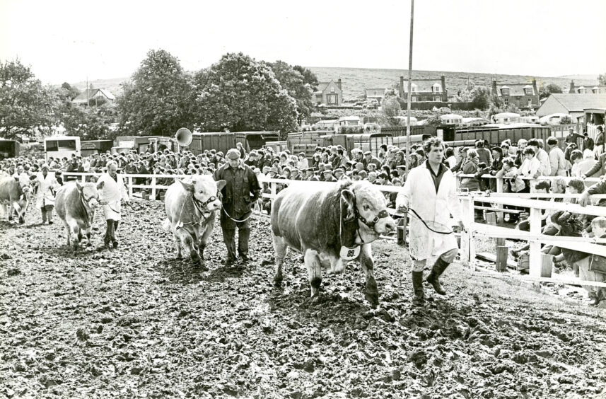 1985 - Mud everywhere as competitors parade their animals around the arena at the Turriff Show yesterday.