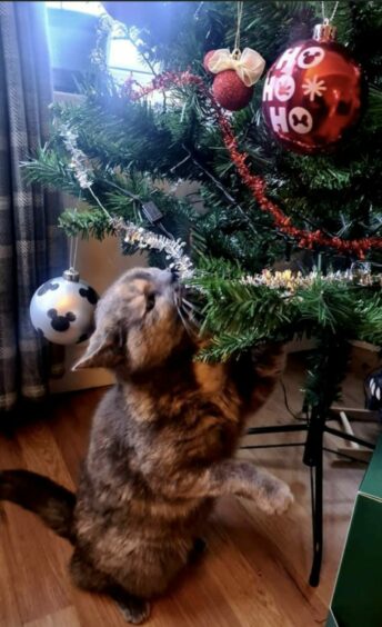 How nice of Helen Mackenzie to set up this giant cat toy in her house! Gorgeous Gizmo channels some festive spirit and gets to grip with the Christmas tree in Aviemore.