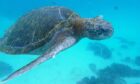 Poetry in motion - a turtle accompanies Keith while snorkelling in Galapagos. Image: Keith Broomfield