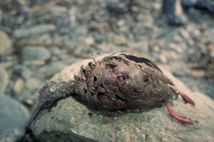 A bird covered in oil following the Braer Shetland oil disaster.