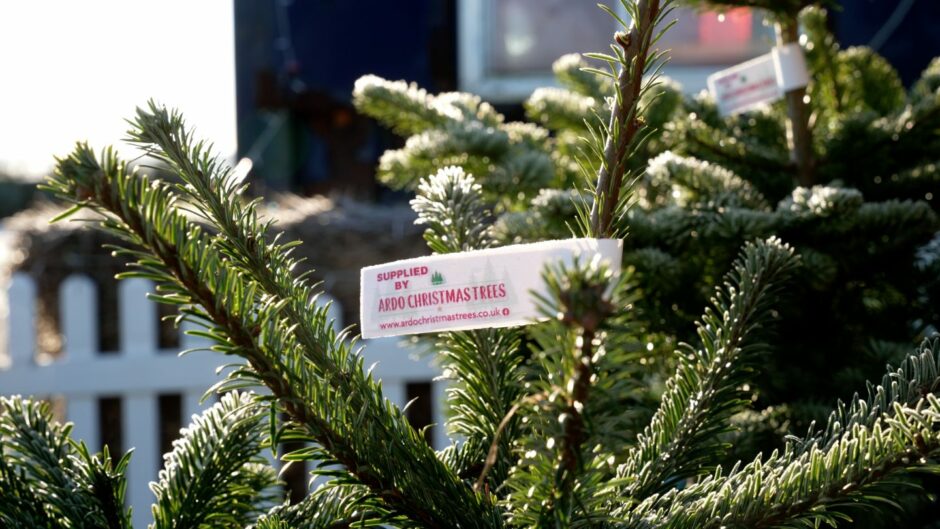 Christmas trees being sold by Ardo Christmas Trees.