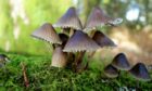 Bonnet mushroom. Image: Keith Broomfield