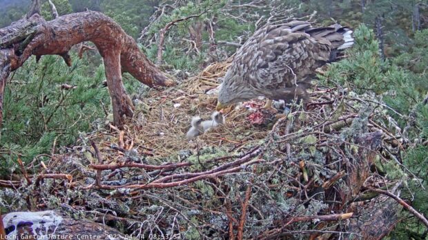 Chick being fed by parent. Image: RSPB Scotland.