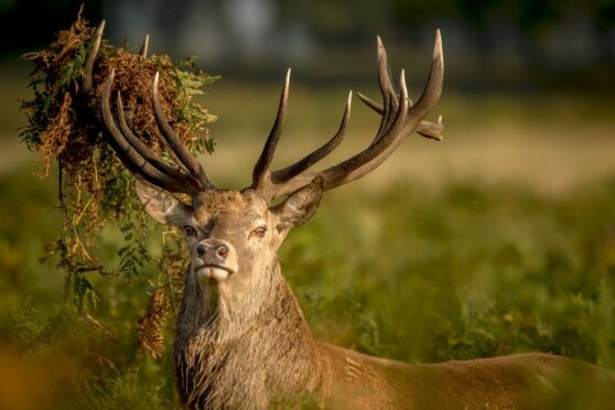 A red deer stag looking at the camera.
