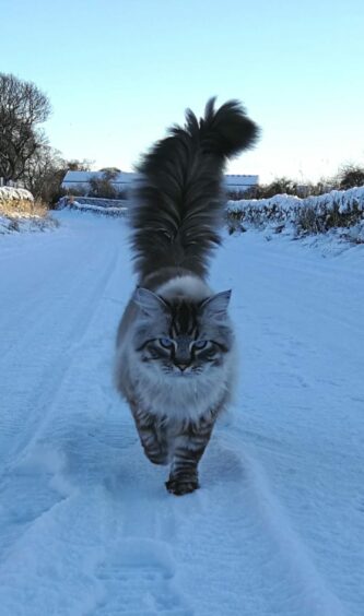 Where’s Hamza Yassin when you need him? Spectacular ragdoll lynx Choo Choo channels the wildlife documentary drama as he strides in the snow with Jen Brown in Muir of Ord.