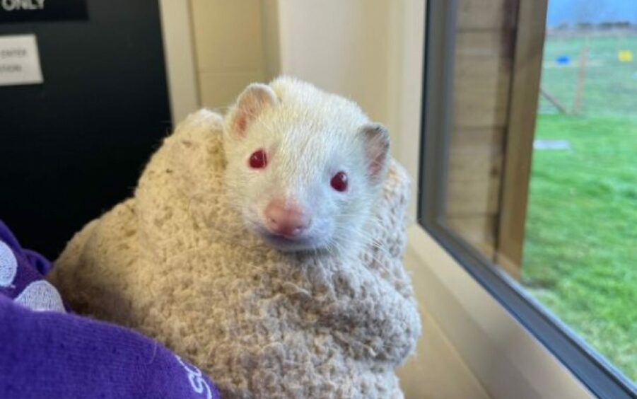 Joel is a loveable ferret who is on the hunt for his new forever home. 
