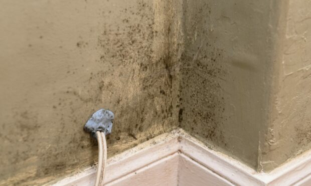 Mould can cause severe health problems. Image: Kenny Elrick / DC Thomson