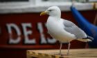 Herring gulls have been reported sick or dying at a concerning rate in recent months in Scotland. Image: Kris Miller/DC Thomson.